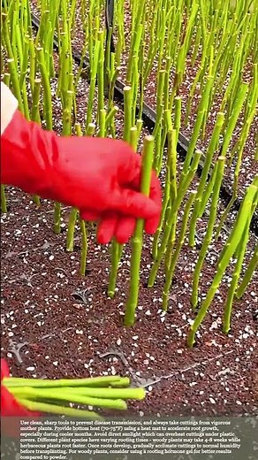 Simple entry-level plant cutting tips