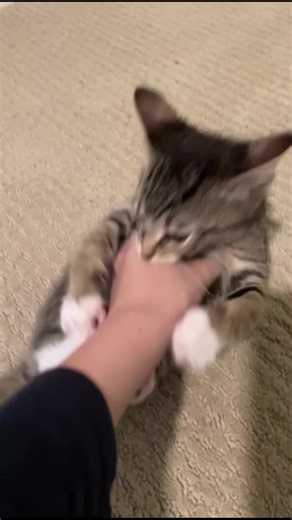 Ton chat te mord après un câlin ? Ce n’est peut-être pas ce que tu crois. Découvre pourquoi et dis-moi en commentaire si ton chat fait pareil.