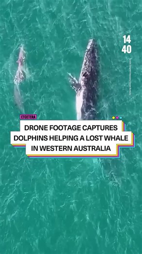 A humpback whale got lost in shallow water in Koombana Bay, Western Australia, and was spotted by the Dolphin Discovery Centre. The whale was healthy but seemed stuck, so the team monitored it by drone and boat. Then a group of dolphins showed up and seemed to help guide the whale back out into deeper water. Humpback whales migrate thousands of kilometers between Antarctica and Australia every year and their population has grown back to around 50,000. Subscribe to our newsletter at the #linkinbi