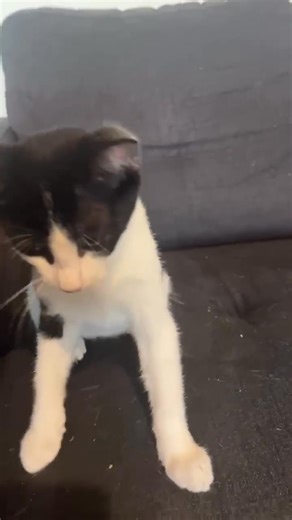 🌟 MEET ANDY PANDY – THE ULTIMATE CUDDLE BUG! 🌟 Looking for a kitten who’s equal parts playful and snuggly? Andy Pandy is your guy! When he’s not racing around with his kitten friends, he’s curled up in your lap, ready for love. 🐾 📍 Location: Rathmines 💰 Adoption Fee: $250 🎂 Age: 4 months 🏡 Andy Pandy would love a home with a kitty friend or a family who can give him plenty of attention! Could he be your perfect match? 💖 🔗 Apply here: https://www.hunteranimalrescue.com.au/adopt/andy-pand