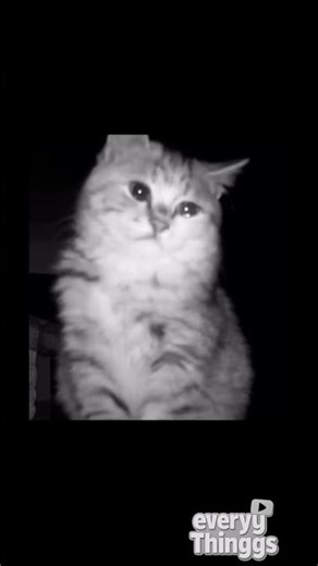 😿😔🥺(Emotional )This cats makes you cry 100%💔