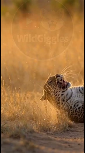 Cheetah Chase Fails After Gazelle’s Surprise Kick