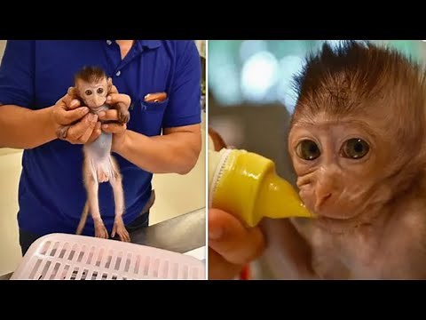 Rescued Baby Monkey Hungrily Accepts Her First Bottle Of Milk