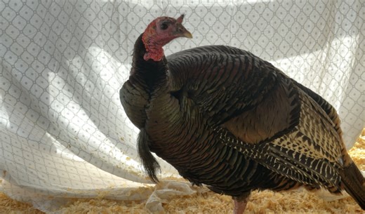 Car-chasing turkey could be relocated after not learning lesson from collision