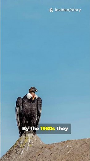 What Makes CALIFORNIA Condors So Amazing?