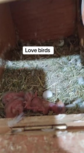 Love Birds as Charming Pets: Care and Fun