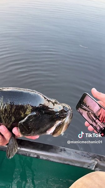 Powerful Bass Fishing Video: XXL Freshman Tackles Rock Bass Fish