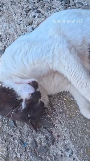 ゴロンと転がってお腹を見せてくれる猫ちゃん #catasmr #cat #pawpads