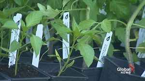 West Island Mission fresh food project