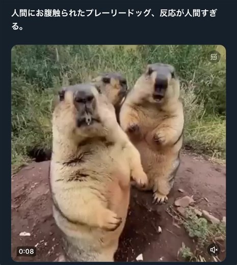 プレーリードッグのおもしろ動画集
