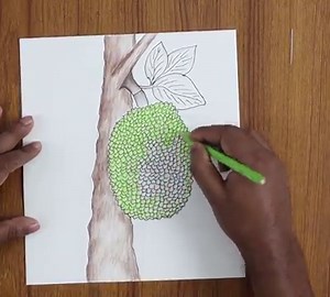 2K views · 149 reactions | How To Draw Jackfruit Tree Very Easy By Colour Pencil | Art School | Facebook