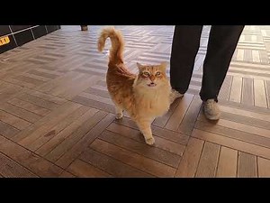Orange cat talking to me with her unique meow is unbelievably cute