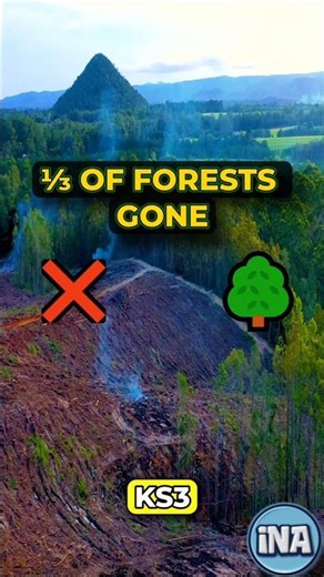 We Destroyed a Third of Earth's Forests to Feed Ourselves 🌳 #shorts