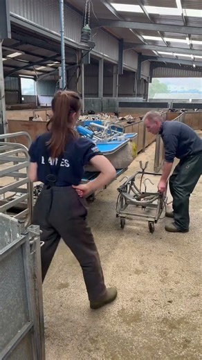 Embryo Transfer using the Te Pari Racewell Sheep Handler