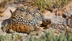Leopard Tortoise Care Guide - All Turtles