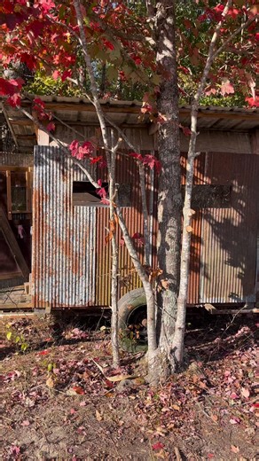 New huntin blind ! #comedy #hunting #deer #funnyreels | Eddie from the Holler