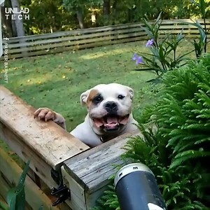 553K views · 5.7K reactions | One of the best slow-mo videos you'll see  Valor American Bulldogs | UNILAD Tech | Facebook