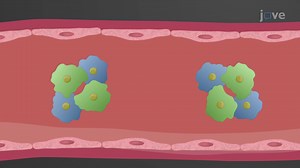 视频: 血浆和细胞中的蛋白质缓冲液