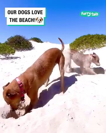 1.8M views · 46K reactions | She turned around to complain but got a mouth full of sand 藍 | Furry Tails | Facebook