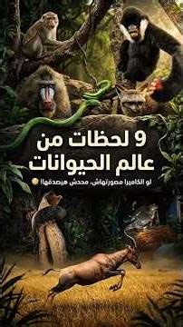9 لحظات من عالم الحيوانات... لو الكاميرا مصورتهاش محدش هيصدقها! 🥵 #shorts #animals #wildlife