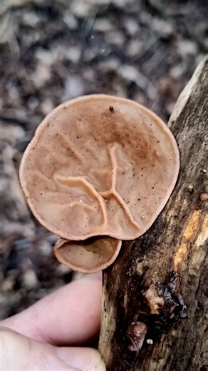 The Edible Mushroom that looks like an Ear! The Jelly or Japanese Wood Ear is a great edible and is very good for your kind according to Chinese medicine! | Urban Forage