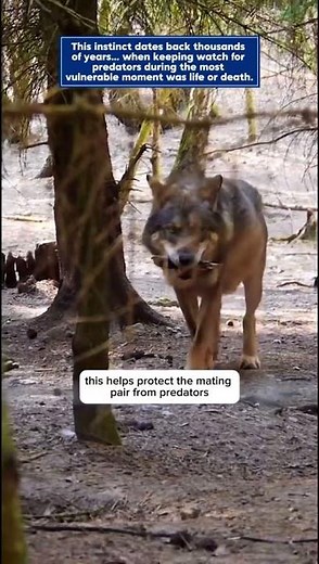 Why Dogs Turn Back To Back During Mating