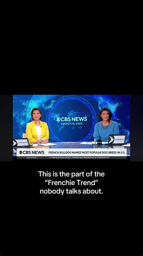 This is the drag path of the Frenchie trend. The cute videos. The celebrity pups. The “must have” phase. And then this. Bodies bred for aesthetics, not health. Shelters full of dogs paying the price. If we really love this breed, we have to be honest about the drag path it’s on. Don’t scroll past the reality. Love the breed enough to change the path. #dragpath #frenchbulldog #rescuedogsoftiktok