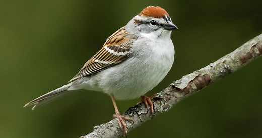 Chipping Sparrow Photos and Videos for, All About Birds, Cornell Lab of Ornithology