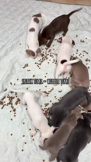 These cuties all have commitment but we couldn’t resist sharing these wiggles! | Community Animal Rescue & Adoption - CARA