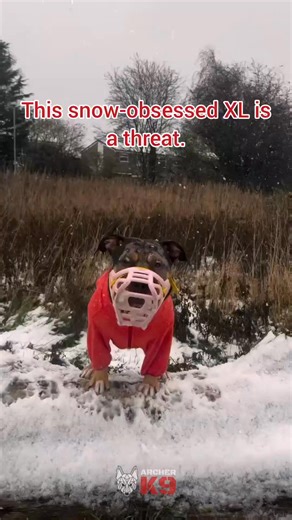 Sunny Bunny barking at snowflakes in her jumper… apparently this is the kind of dog the UK thinks needs banning. Honestly, you couldn’t make it up. The XL Bully ban has been sold as “public safety”, but anyone actually working with dogs can see it for what it is: a distraction, a shortcut and a failure already in motion. BSL hasn’t worked anywhere it’s been tried. We’ve had it in the UK since the 90s and what’s changed? Dog attacks haven’t stopped Responsible owners and safe dogs are paying the 