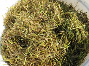 Wild rice brought the Anishinaabe people to the Great Lakes. Now they are trying to restore it.