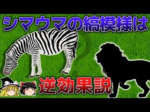 [Very conspicuous] Why do zebras have stripes that stand out on the grasslands? [Slow explanation]