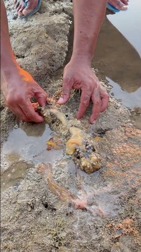 Traditional Way of Cleaning and Preparing a Sea Cucumber
