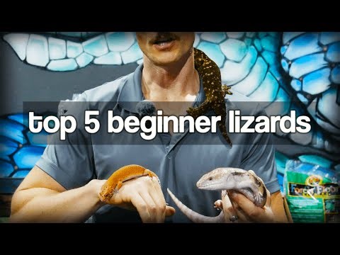 Top 5 Beginner Lizards