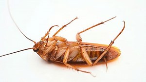 clip-3598135269-poisoned-dying-cockroach-on-white-background-horizontal
