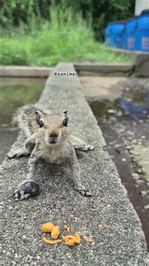 Cute Squirrel Eating Food 🐿️😍 #shorts