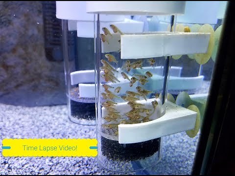 Watch Cichlid Babies Grow Before Your Eyes, The Miracle of Nature