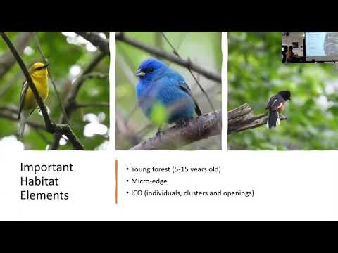 Presentation: Managing forests to create bird habitat using conventional timber harvest