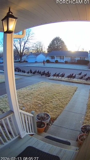 Turkey Task Force Takes Over the Morning Commute 🦃🚦#TurkeyTakeover #SuburbanWildlife #MorningChaos