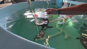 OBX cold-stunned sea turtle rescues return to normal levels so far this winter