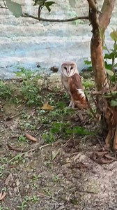 1.9K views · 28 reactions | A German Shepherd’s loyalty stays even when the whole world walks away  | Loyal German Shepherd | Facebook