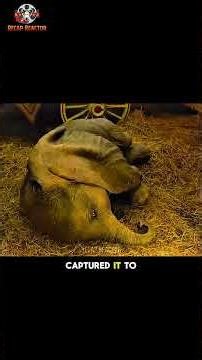 They Mocked Him… Then He FLEW 🐘😱 #Dumbo #Shorts