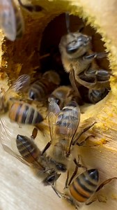Why do I use holes instead of normal beehive entrance? Here is explanation from manufacturer of bee portals : Traditional entrances are too large Honey bees are constrained to a pattern of ‘unnatural’ work by the modern hive with all the colony activity occurring via the brood box. All the information widely promoted in the modern era on the subject of hive management and improving bee health fails to identify the issues regarding a nest (hive) entrance that is too large. The entrance is indefen