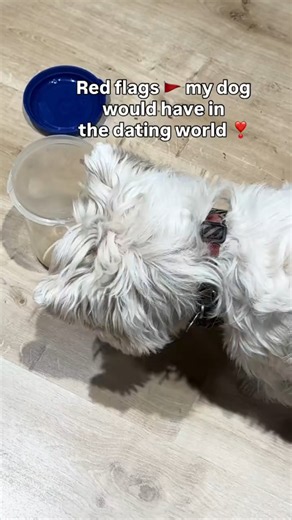 Forrest the Westie has more green flags than red