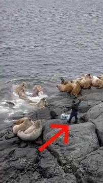 Người Inuit Ăn Sống Hải Cẩu Ngay Trên Băng Tuyết – Cuộc Sống Khắc Nghiệt Nhất Thế Giới