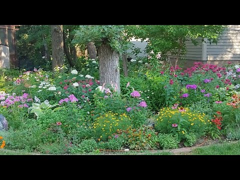 Perennial Garden in zone 4 Minnesota // coneflowers, lilies & more 🍀 flower garden 🍃