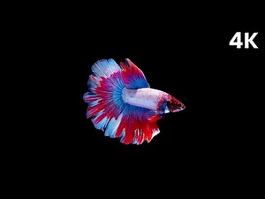 Betta Fish with Calm Piano Music | 12 Hours of Relaxing Fish in Black Aquarium | 4K Screensaver 🐠