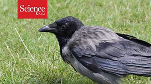 A study on tool use and bartering in ravens revealed that these clever birds are joining the club of animals who plan for the future, once exclusive to humans and apes. That suggests that the ability to plan for the future must have evolved at least twice. If the birds do prove to have these capabilities, then future planning must have evolved at least twice, because birds and mammals began evolving their separate ways some 320 million years ago. It was not “an evolutionary one-off that occurred