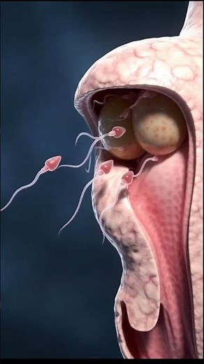 “Female Reproductive System 3D Close-Up | Ovulation, Sperm Travel & Fertilization Process”
