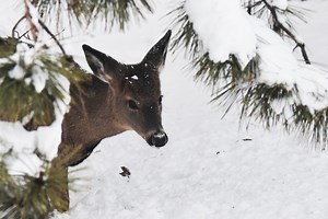 Unlock post-Christmas deer hunting across Pa. with these permits going on sale Monday